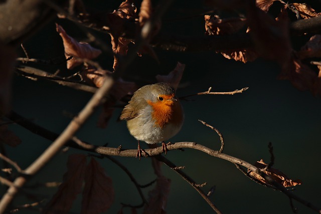 colorful songbird perched on a branch in morning sunlight with green foliage background