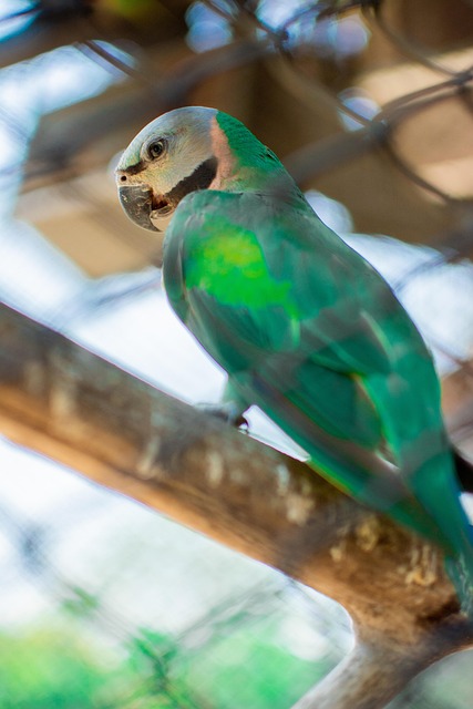birds perched on a garden feeder with green plants in the background conveying calm and wellness
