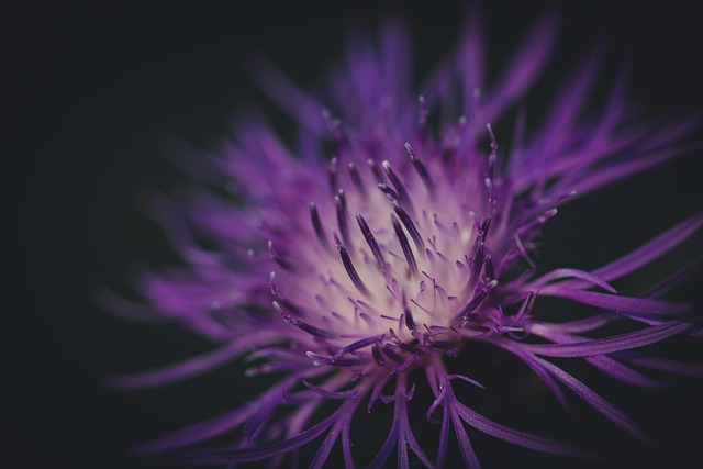 close-up of a vibrant parakeet interacting with a person indoors with natural light streaming through a window